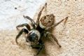 Hasarius adansoni